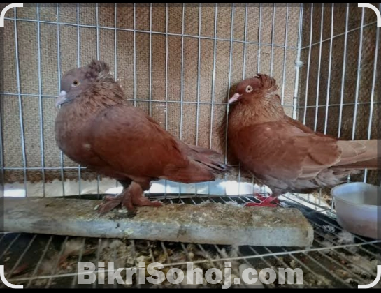 মুম্বাই কবুতর জোড়া